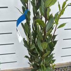 Vavrín pravý - Laurus nobilis (bobkový list) - výška 70-100 cm, kont. C3L 